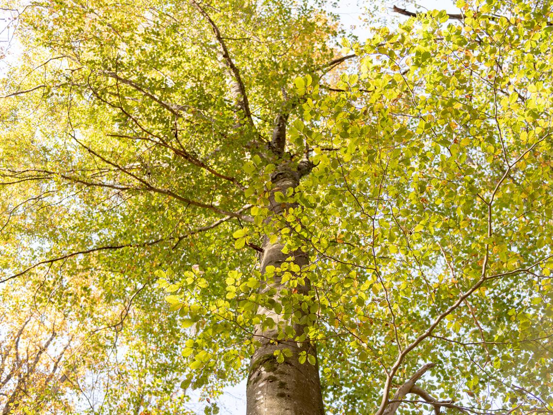 Forêt Forêt